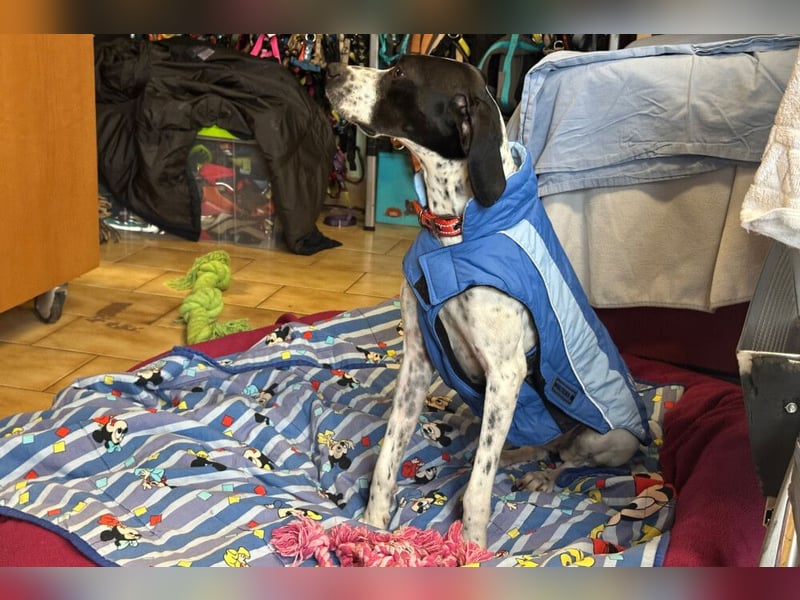 Agathi - tolle junge Hündin - Tierhilfe Franken e.V.