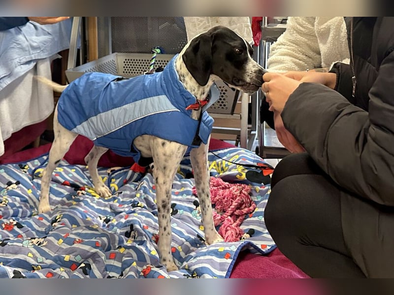 Agathi - tolle junge Hündin - Tierhilfe Franken e.V.