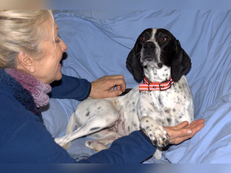 Agathi - tolle junge Hündin - Tierhilfe Franken e.V.