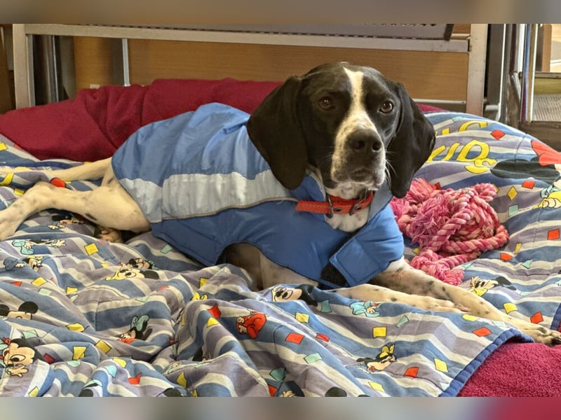 Agathi - tolle junge Hündin - Tierhilfe Franken e.V.