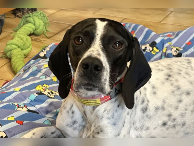 Agathi - tolle junge Hündin - Tierhilfe Franken e.V.