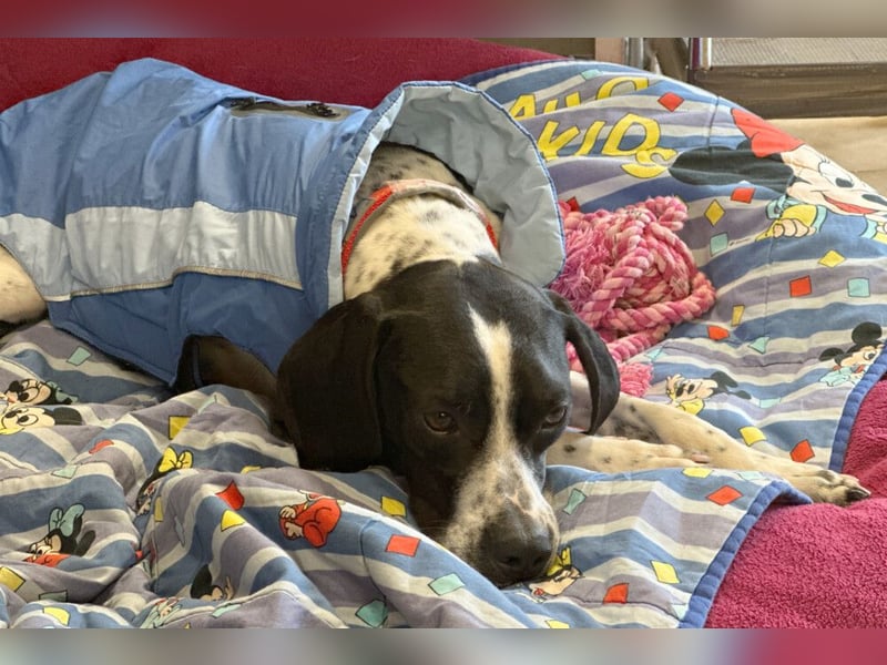 Agathi - tolle junge Hündin - Tierhilfe Franken e.V.