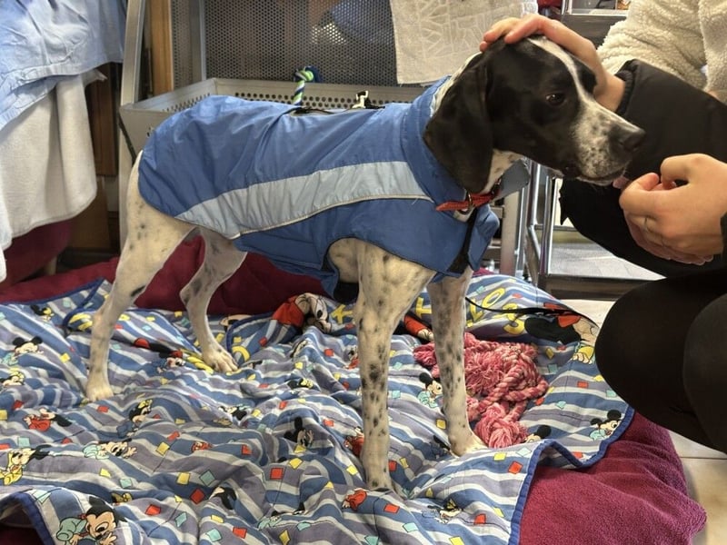 Agathi - tolle junge Hündin - Tierhilfe Franken e.V.