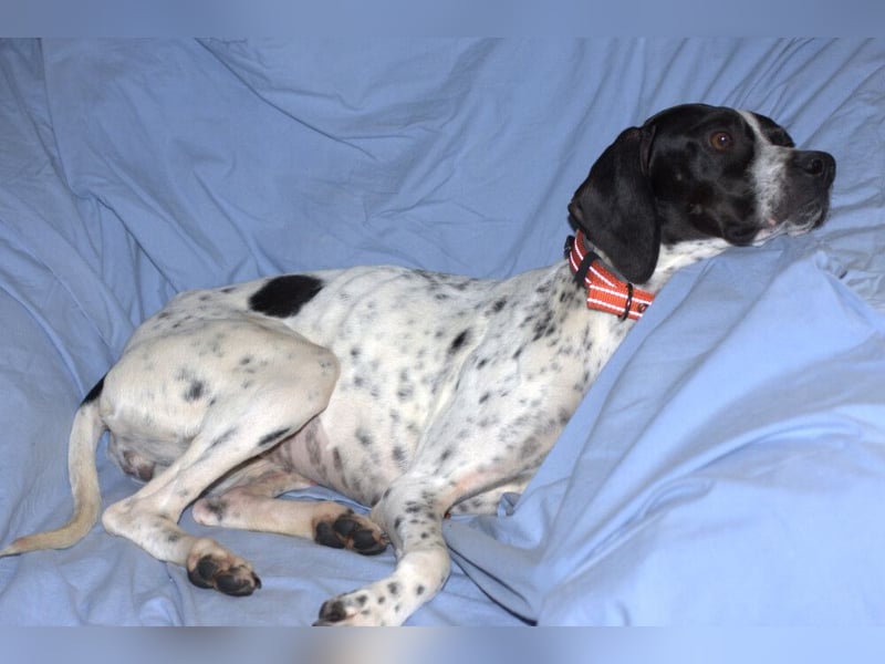 Agathi - tolle junge Hündin - Tierhilfe Franken e.V.