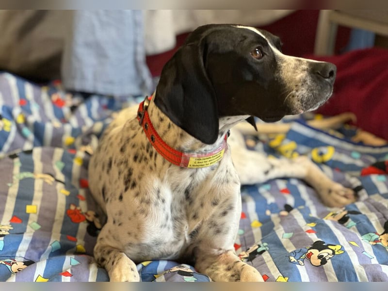 Agathi - tolle junge Hündin - Tierhilfe Franken e.V.