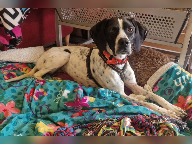 Agathi - tolle junge Hündin - Tierhilfe Franken e.V.