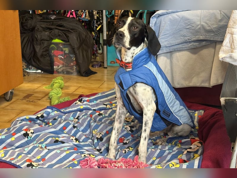 Agathi - tolle junge Hündin - Tierhilfe Franken e.V.