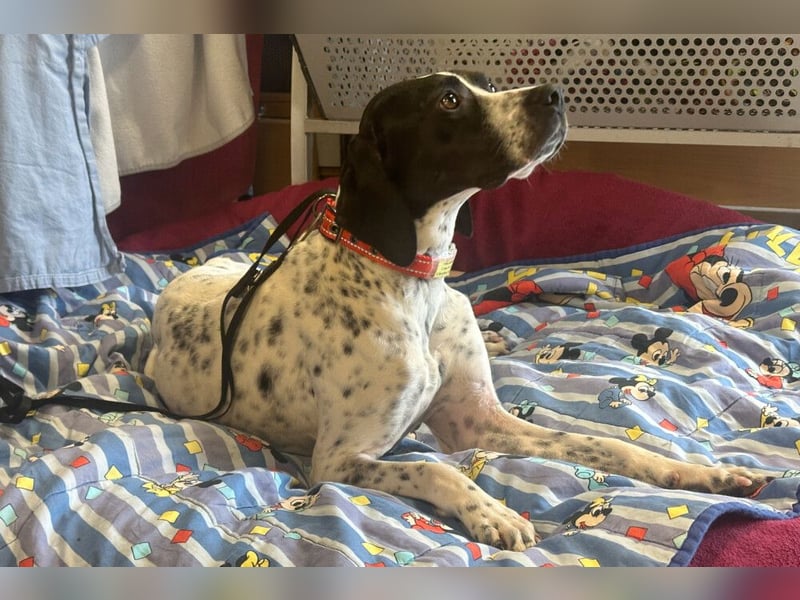 Agathi - tolle junge Hündin - Tierhilfe Franken e.V.