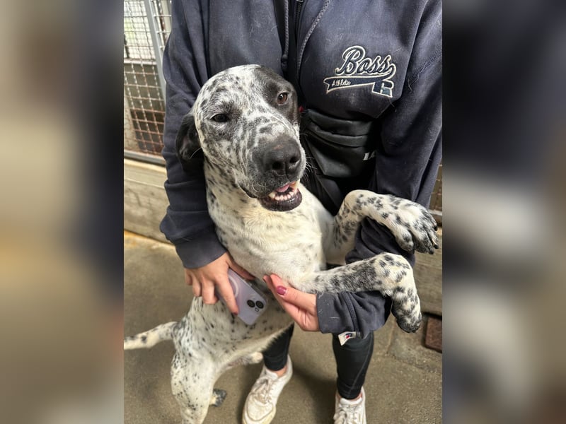 freundlicher Pointer Rüde Bobby sucht ein Zuhause oder Pflegestelle