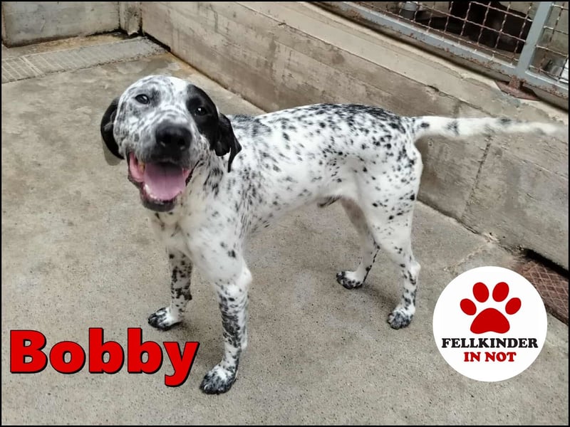 freundlicher Pointer Rüde Bobby sucht ein Zuhause oder Pflegestelle