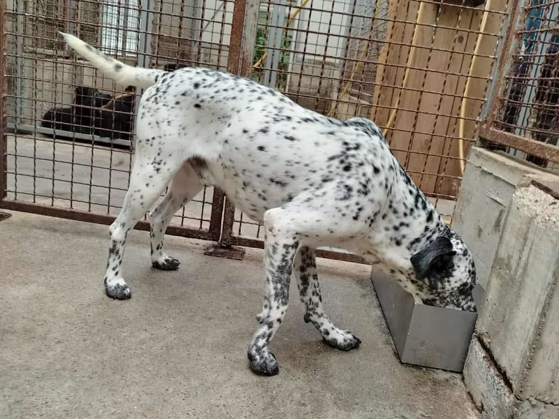 freundlicher Pointer Rüde Bobby sucht ein Zuhause oder Pflegestelle