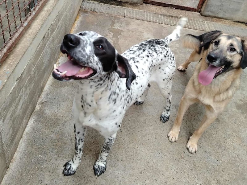 freundlicher Pointer Rüde Bobby sucht ein Zuhause oder Pflegestelle