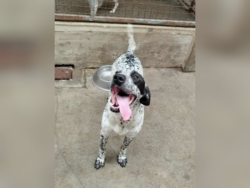 freundlicher Pointer Rüde Bobby sucht ein Zuhause oder Pflegestelle