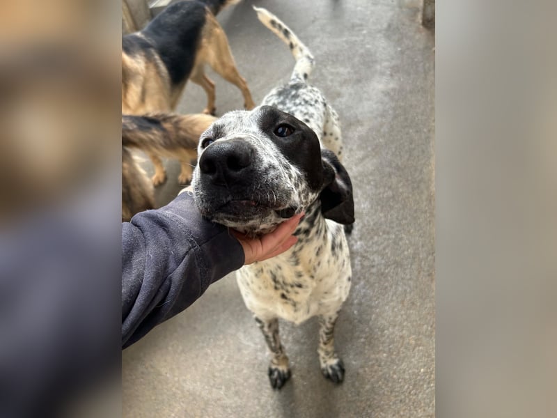 freundlicher Pointer Rüde Bobby sucht ein Zuhause oder Pflegestelle