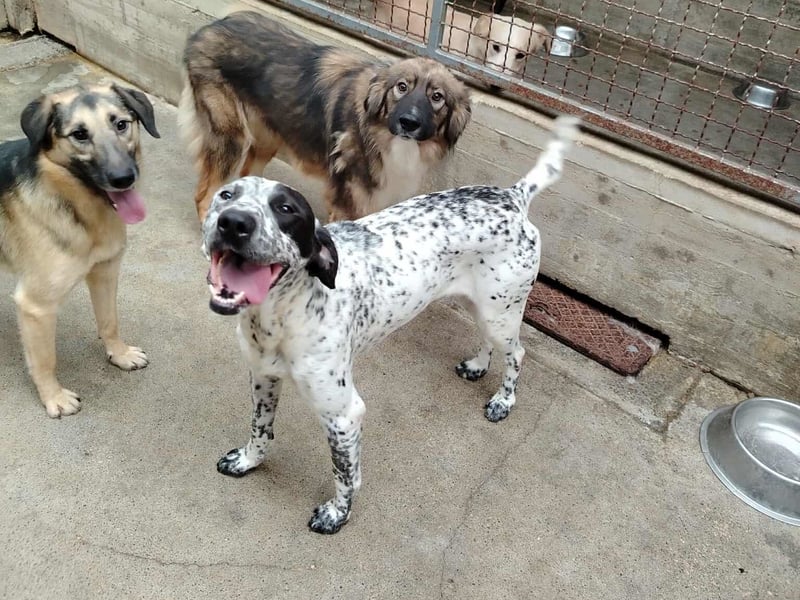 freundlicher Pointer Rüde Bobby sucht ein Zuhause oder Pflegestelle