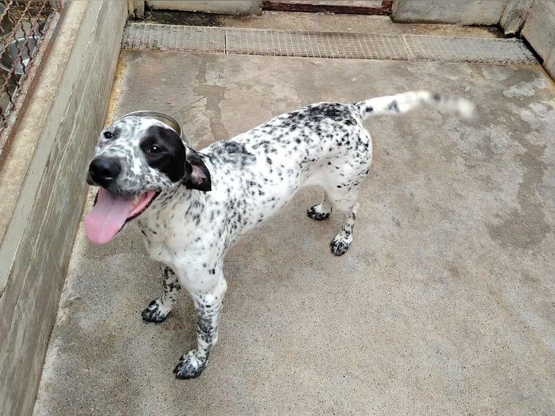 freundlicher Pointer Rüde Bobby sucht ein Zuhause oder Pflegestelle