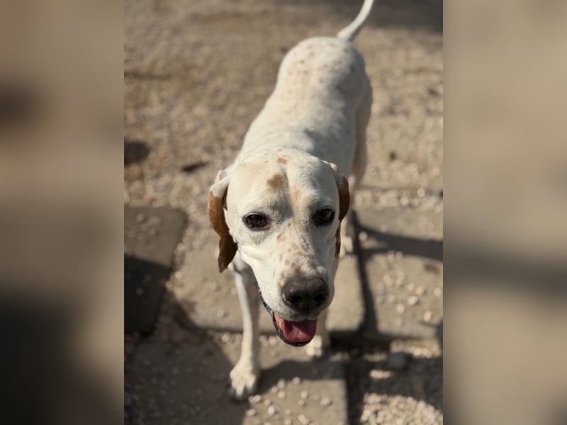 Blanquita ,eine sanfte Pointerseele sucht ihren Neuanfang
