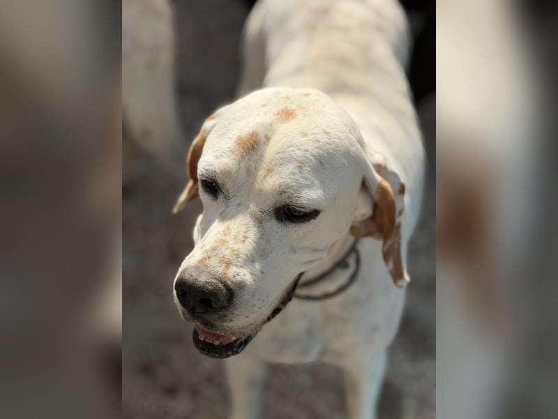 Blanquita ,eine sanfte Pointerseele sucht ihren Neuanfang