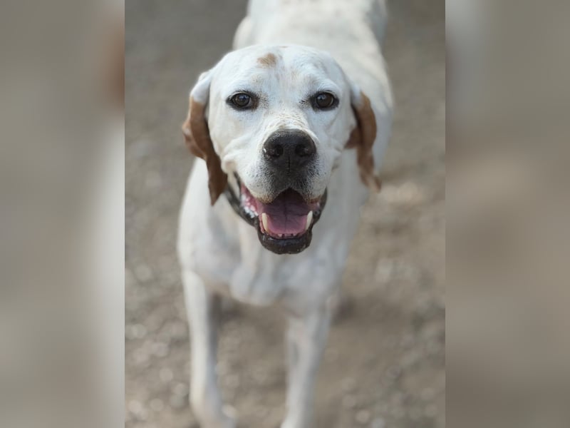 Blanquita ,eine sanfte Pointerseele sucht ihren Neuanfang
