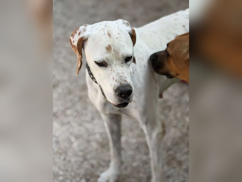 Blanquita ,eine sanfte Pointerseele sucht ihren Neuanfang