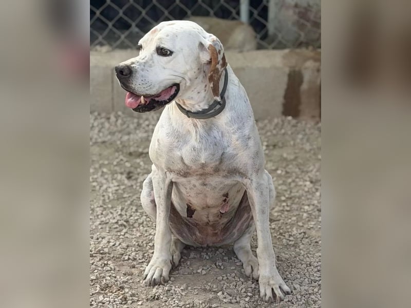 Blanquita ,eine sanfte Pointerseele sucht ihren Neuanfang