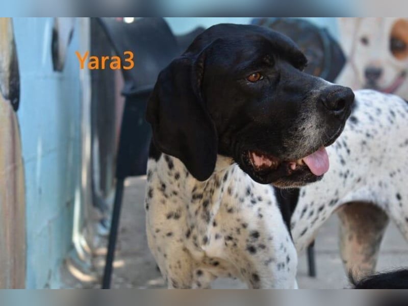 Yara3 geb. 10/2018 (ESP) - unglaublich liebevolle Pointer-Hündin!