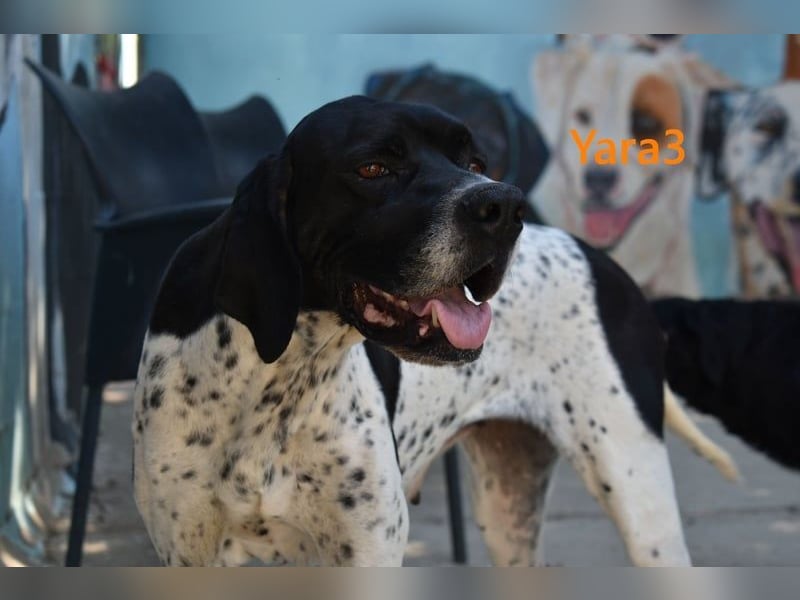 Yara3 geb. 10/2018 (ESP) - unglaublich liebevolle Pointer-Hündin!