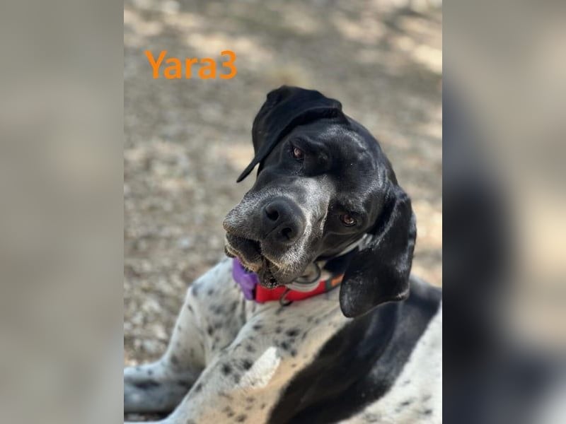 Yara3 geb. 10/2018 (ESP) - unglaublich liebevolle Pointer-Hündin!