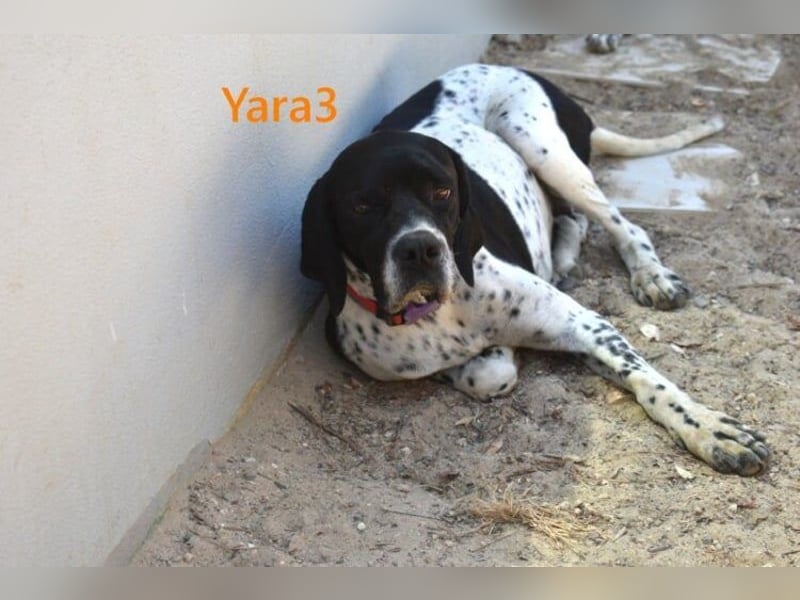 Yara3 geb. 10/2018 (ESP) - unglaublich liebevolle Pointer-Hündin!