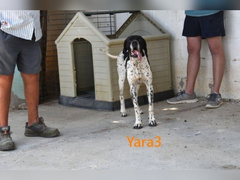 Yara3 geb. 10/2018 (ESP) - unglaublich liebevolle Pointer-Hündin!