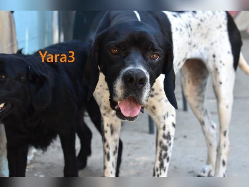 Yara3 geb. 10/2018 (ESP) - unglaublich liebevolle Pointer-Hündin!