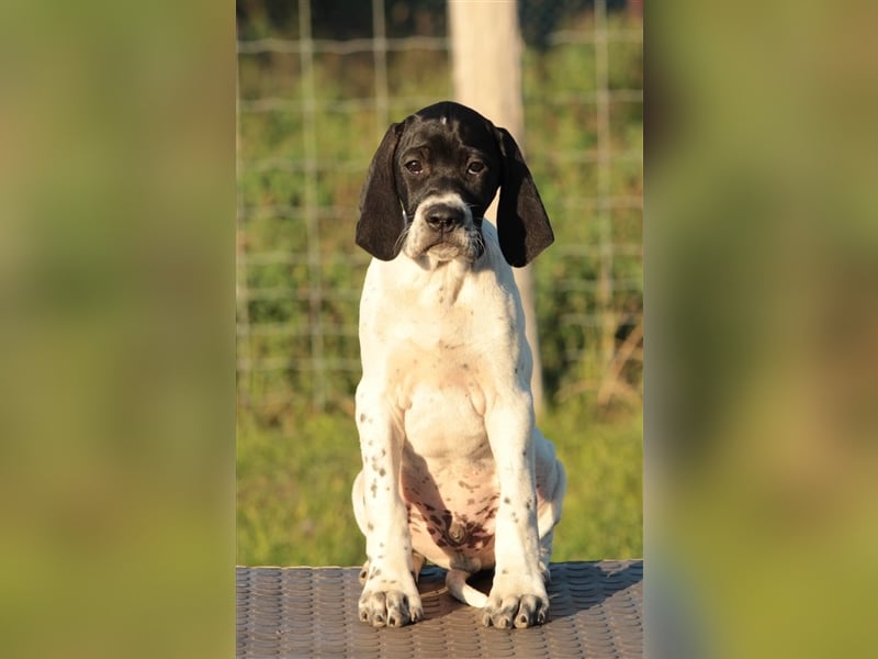 English Pointer Welpen