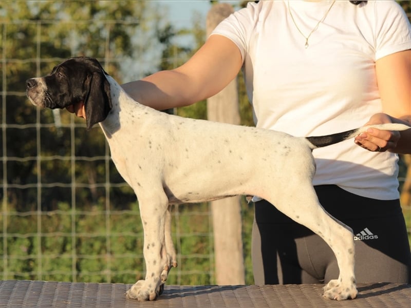 English Pointer Welpen