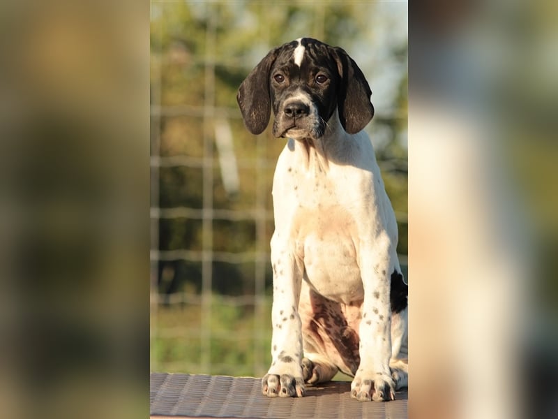 English Pointer Welpen