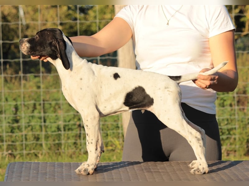 English Pointer Welpen