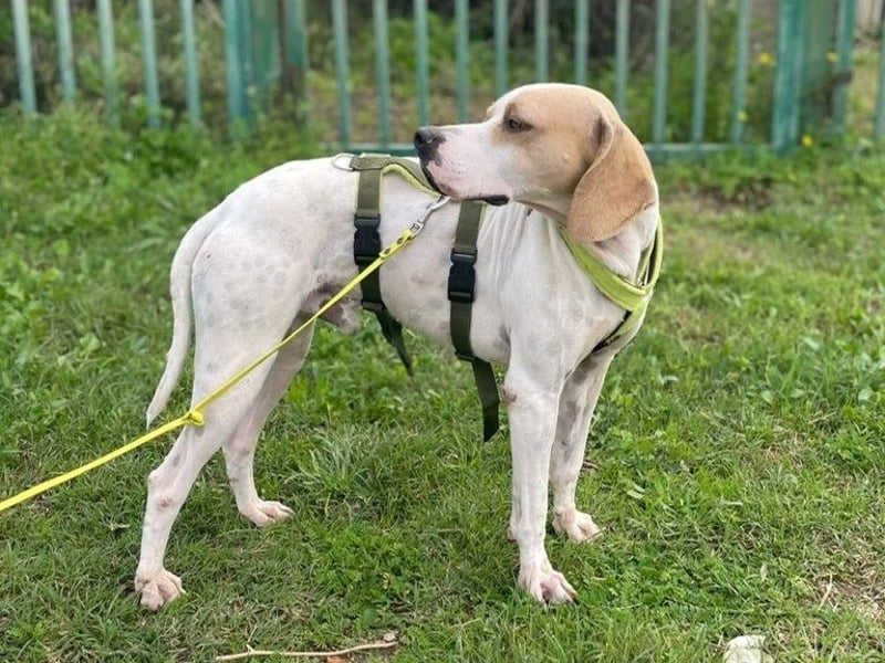 Remo – Pointer Mischling auf der Suche nach seinem Glück