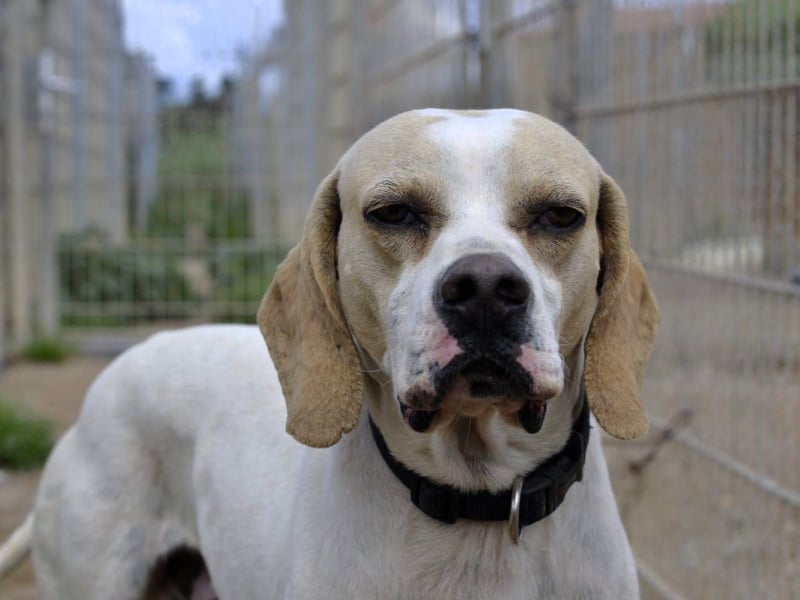 Remo – Pointer Mischling auf der Suche nach seinem Glück