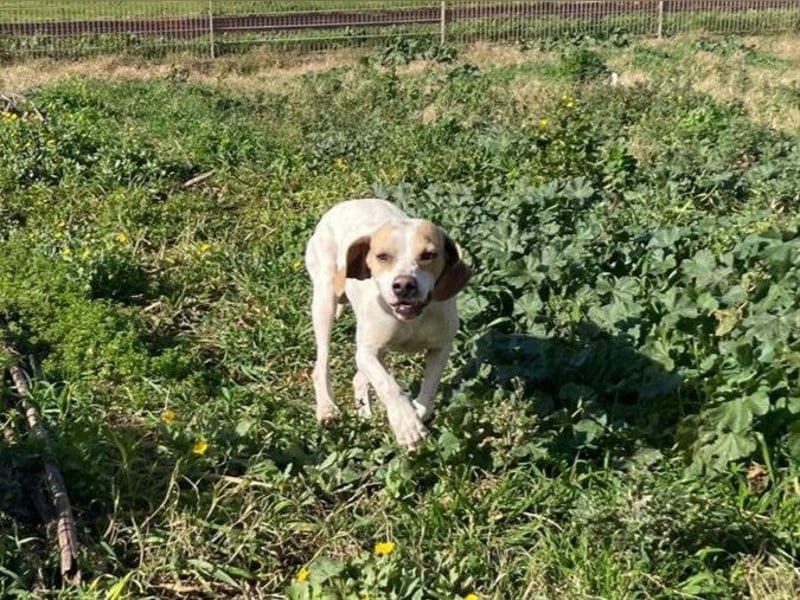 Remo – Pointer Mischling auf der Suche nach seinem Glück