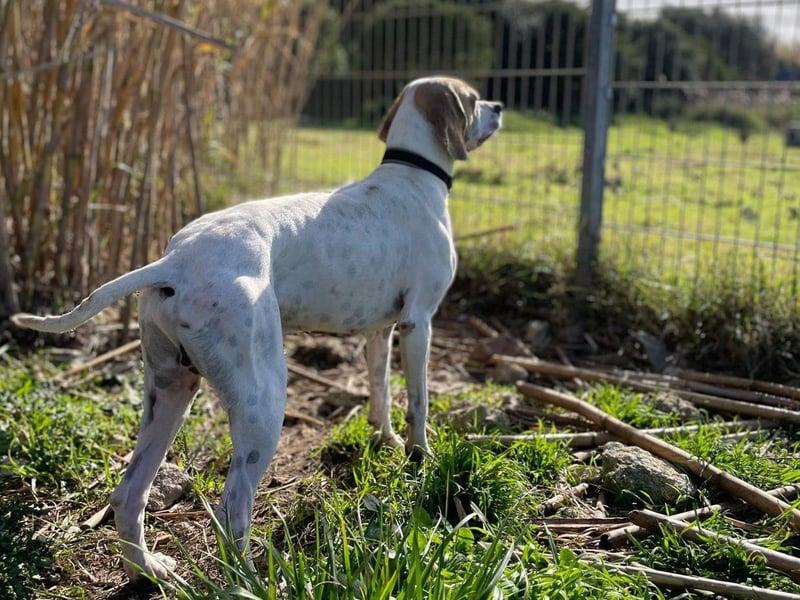 Remo – Pointer Mischling auf der Suche nach seinem Glück