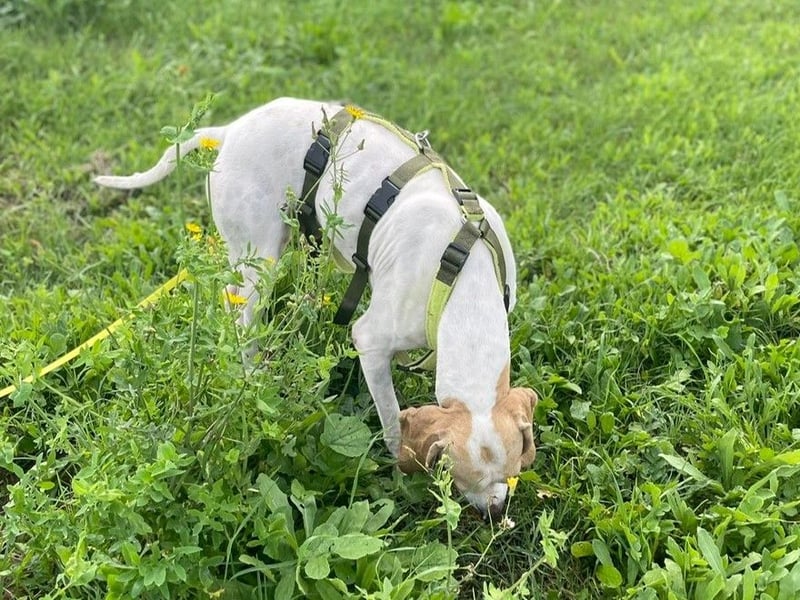 Remo – Pointer Mischling auf der Suche nach seinem Glück