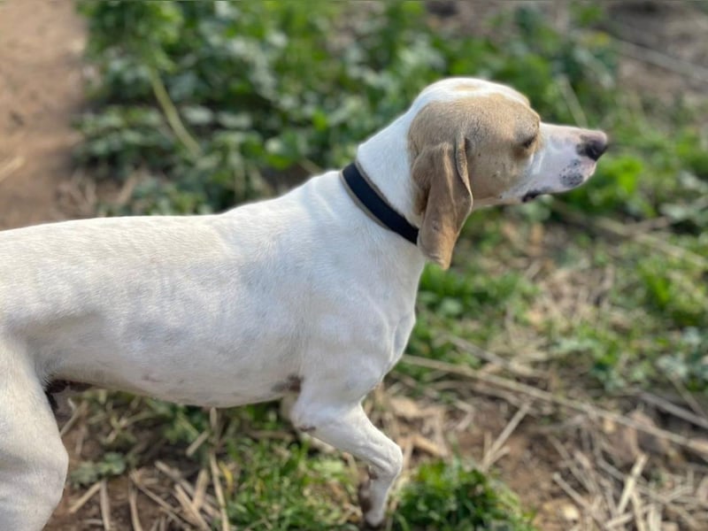Remo – Pointer Mischling auf der Suche nach seinem Glück