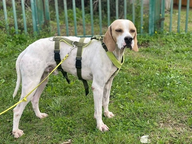 Remo – Pointer Mischling auf der Suche nach seinem Glück