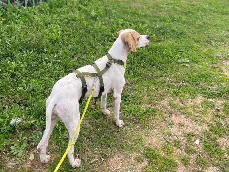 Remo – Pointer Mischling auf der Suche nach seinem Glück