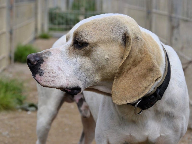 Remo – Pointer Mischling auf der Suche nach seinem Glück