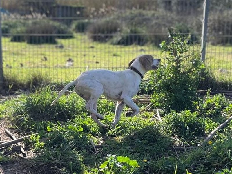 Remo – Pointer Mischling auf der Suche nach seinem Glück