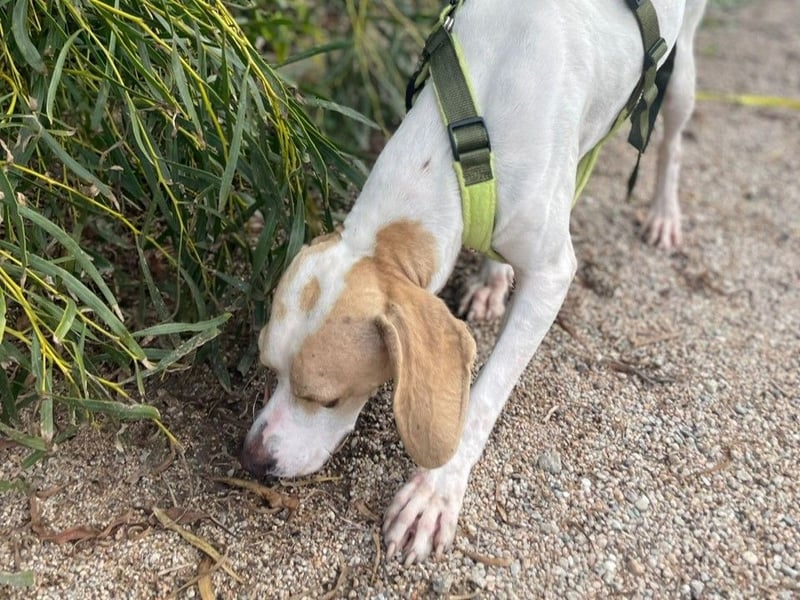 Remo – Pointer Mischling auf der Suche nach seinem Glück