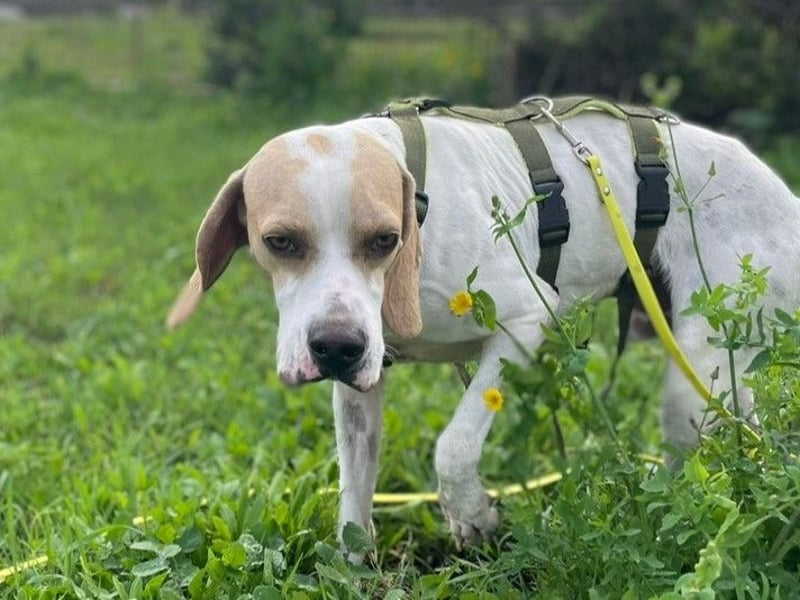 Remo – Pointer Mischling auf der Suche nach seinem Glück