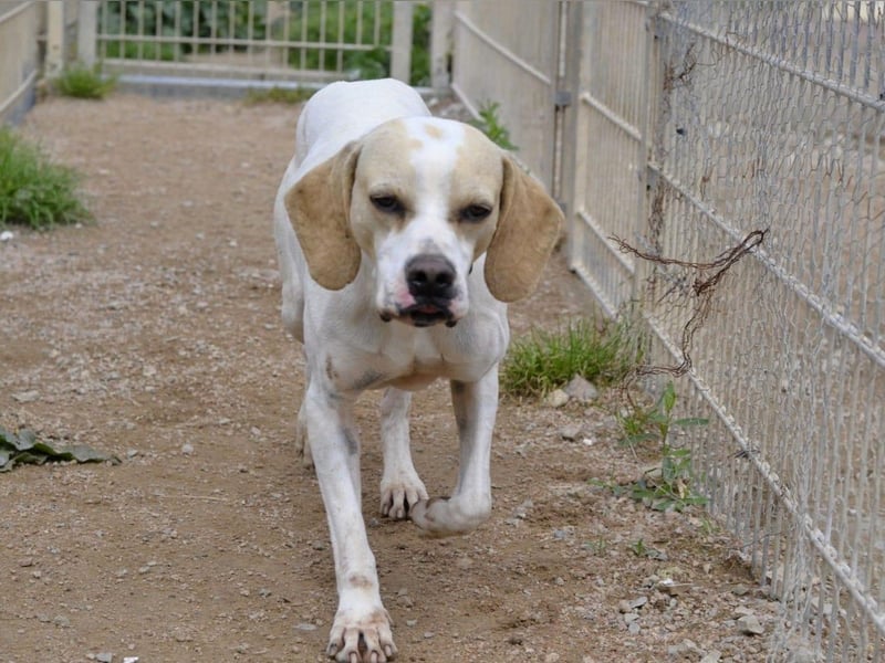 Remo – Pointer Mischling auf der Suche nach seinem Glück
