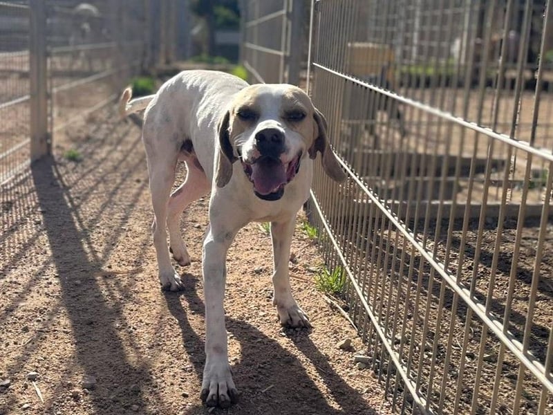 Remo – Pointer Mischling auf der Suche nach seinem Glück