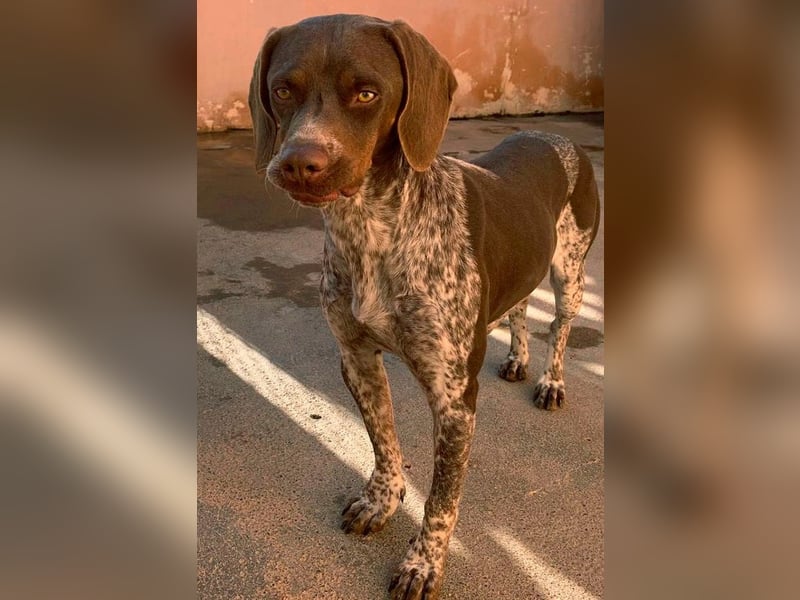 Nika, Pointer, Jagdhund, gelehrige selbstständige Maus